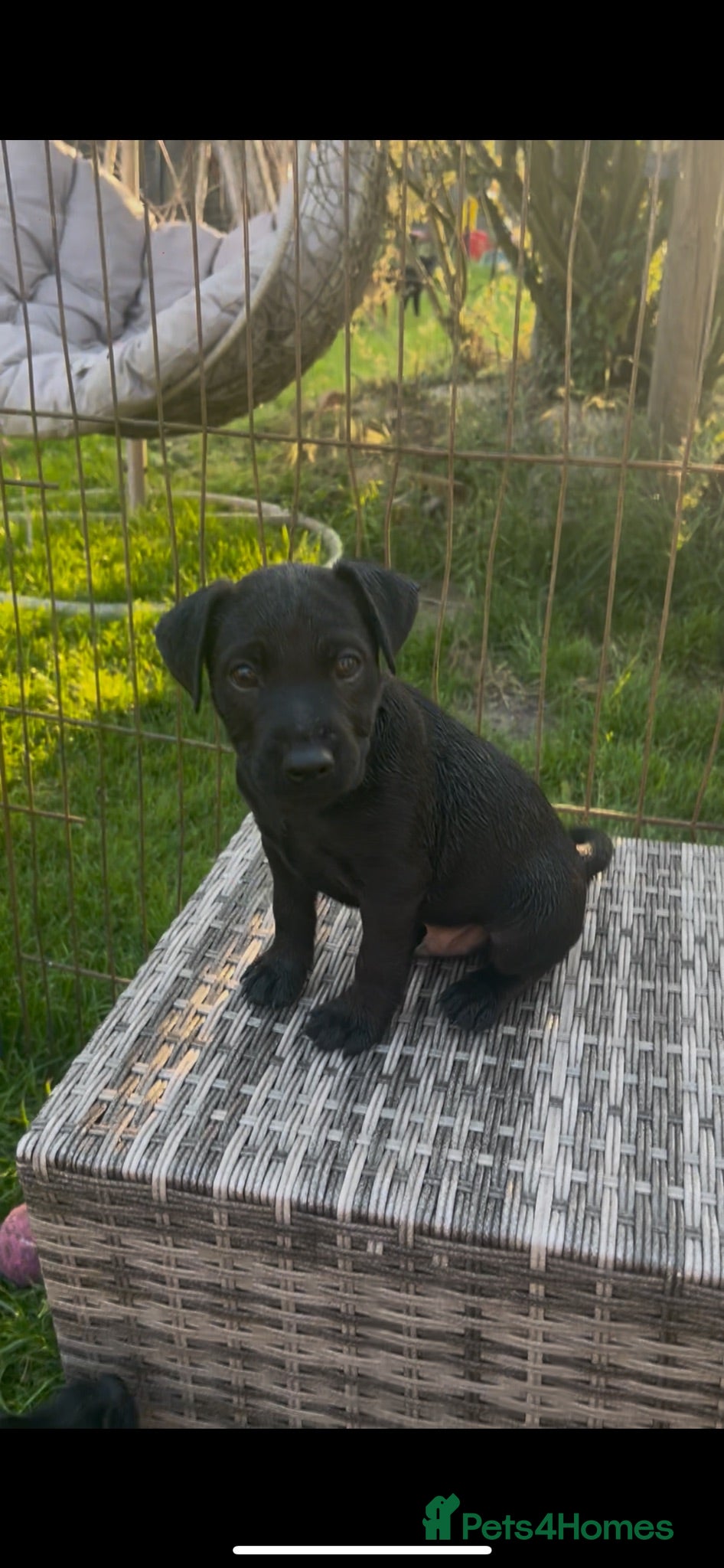 Mixed Breed dogs 3 Patterdale x Lakeland’s boys  - Advert 2