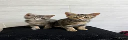Mixed Breed cats for sale: Two Tabby Bengal Mix Female Kittens — READY NOW - Advert 2
