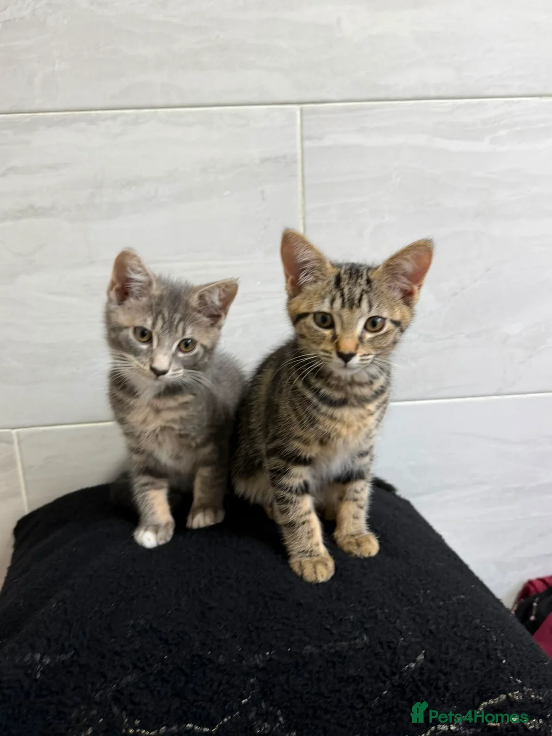 Mixed Breed cats for sale: Two Tabby Bengal Mix Female Kittens — READY NOW - Advert 2