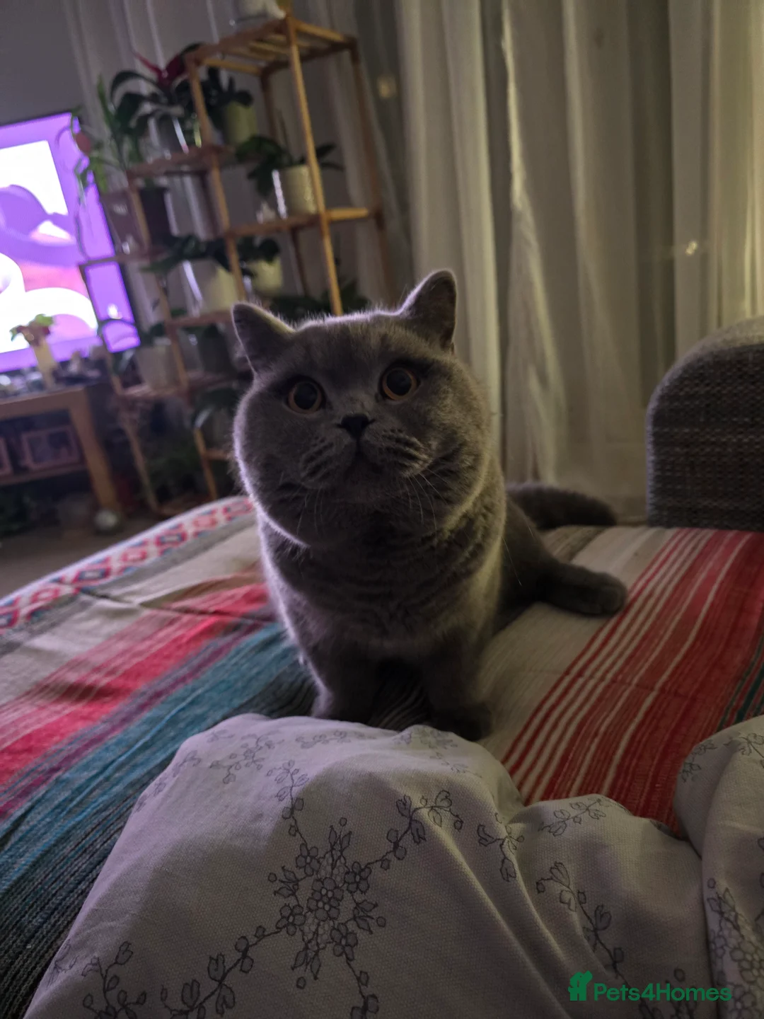 British Shorthair cats for stud: Mr Coco - Advert 2