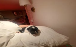 Portuguese Water Dog dogs for sale: Art Nouveau - Image 21