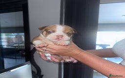 English Bulldog dogs for sale: Beautiful English bulldog puppies - Image 17
