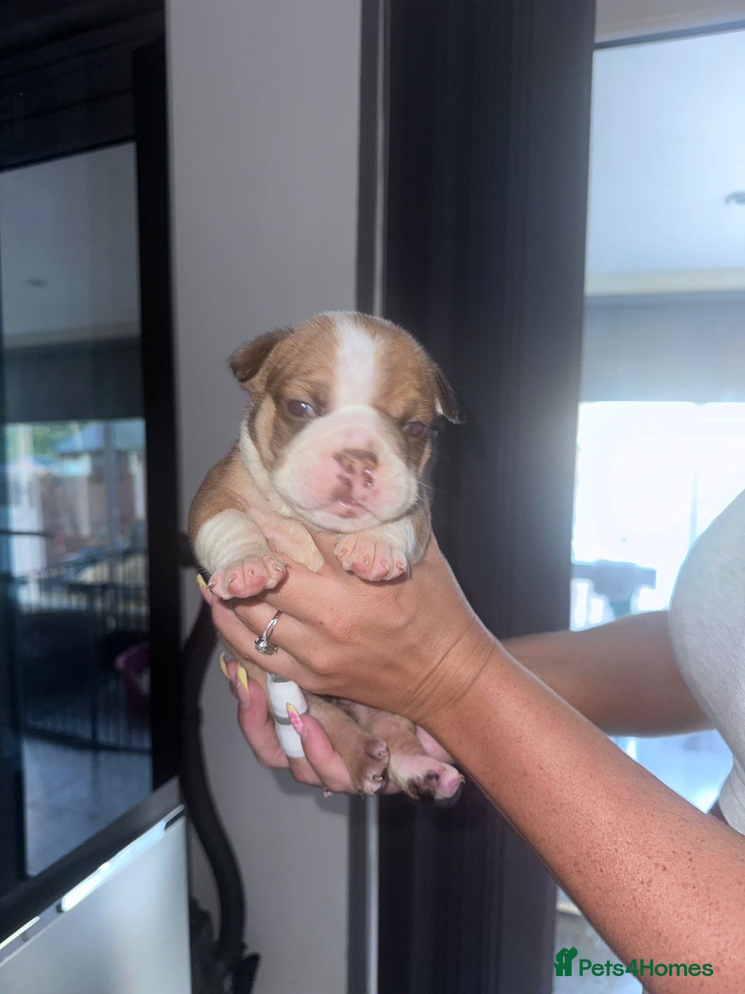 English Bulldog dogs for sale: Beautiful English bulldog puppies - Image 17