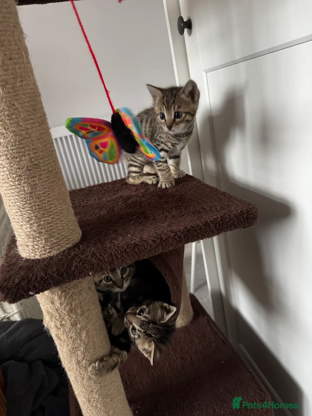 Mixed Breed cats for sale: TICA Registered Bengal x Russian Blue Kittens - Advert 17