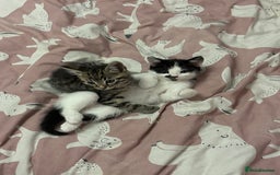 Mixed Breed cats for sale: Kittens MaineCoon x Bengal 8 weeks ready today  - Image 11