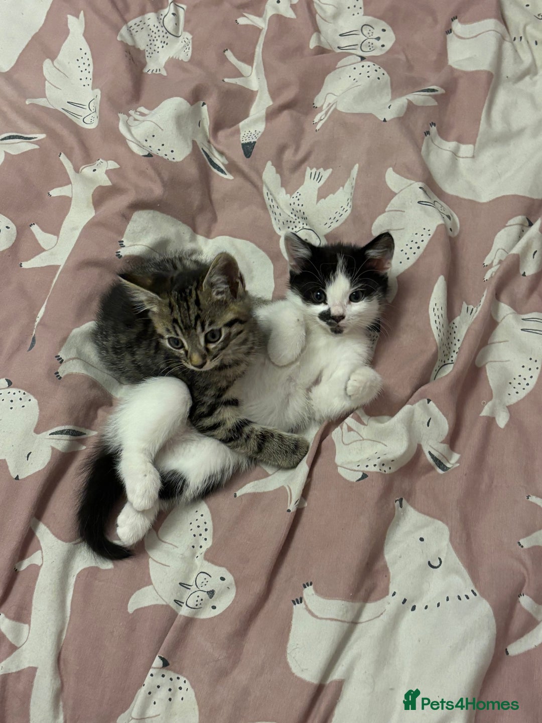 Mixed Breed cats for sale: Kittens MaineCoon x Bengal 8 weeks ready today  - Image 11
