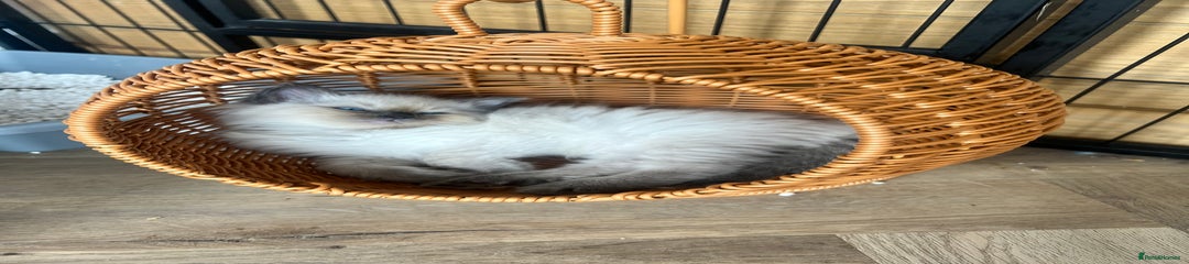Ragdoll Kitten 4
