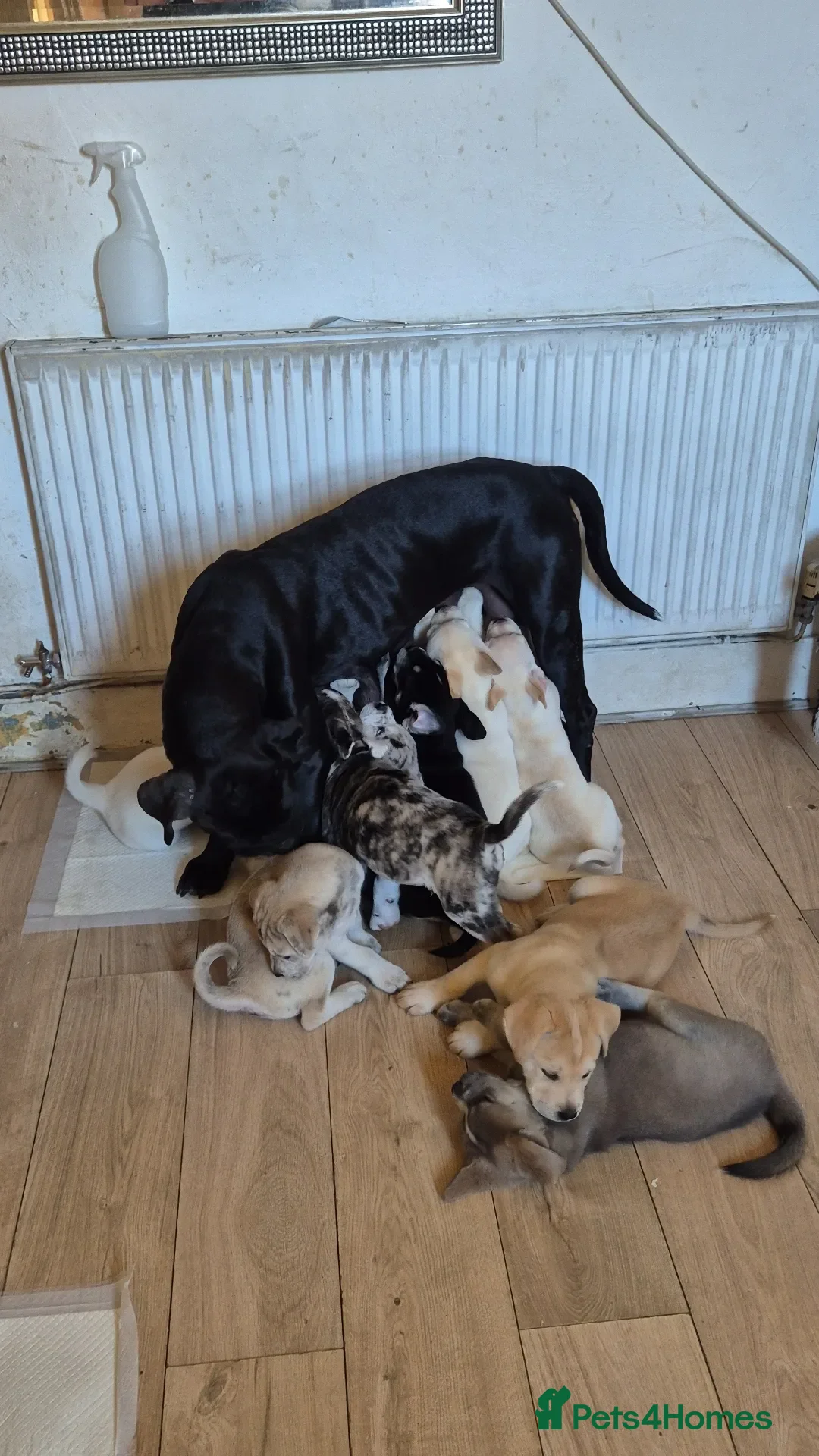 Mixed Breed dogs 12 Cane corso x Chowski royal canin fed - Advert 2