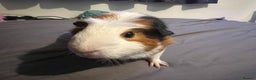 Guinea Pig rodents for sale: Female guinea pigs  - Advert 11