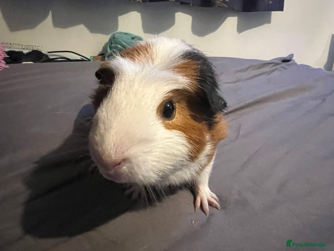 Guinea Pig rodents for sale: Female guinea pigs  - Advert 11