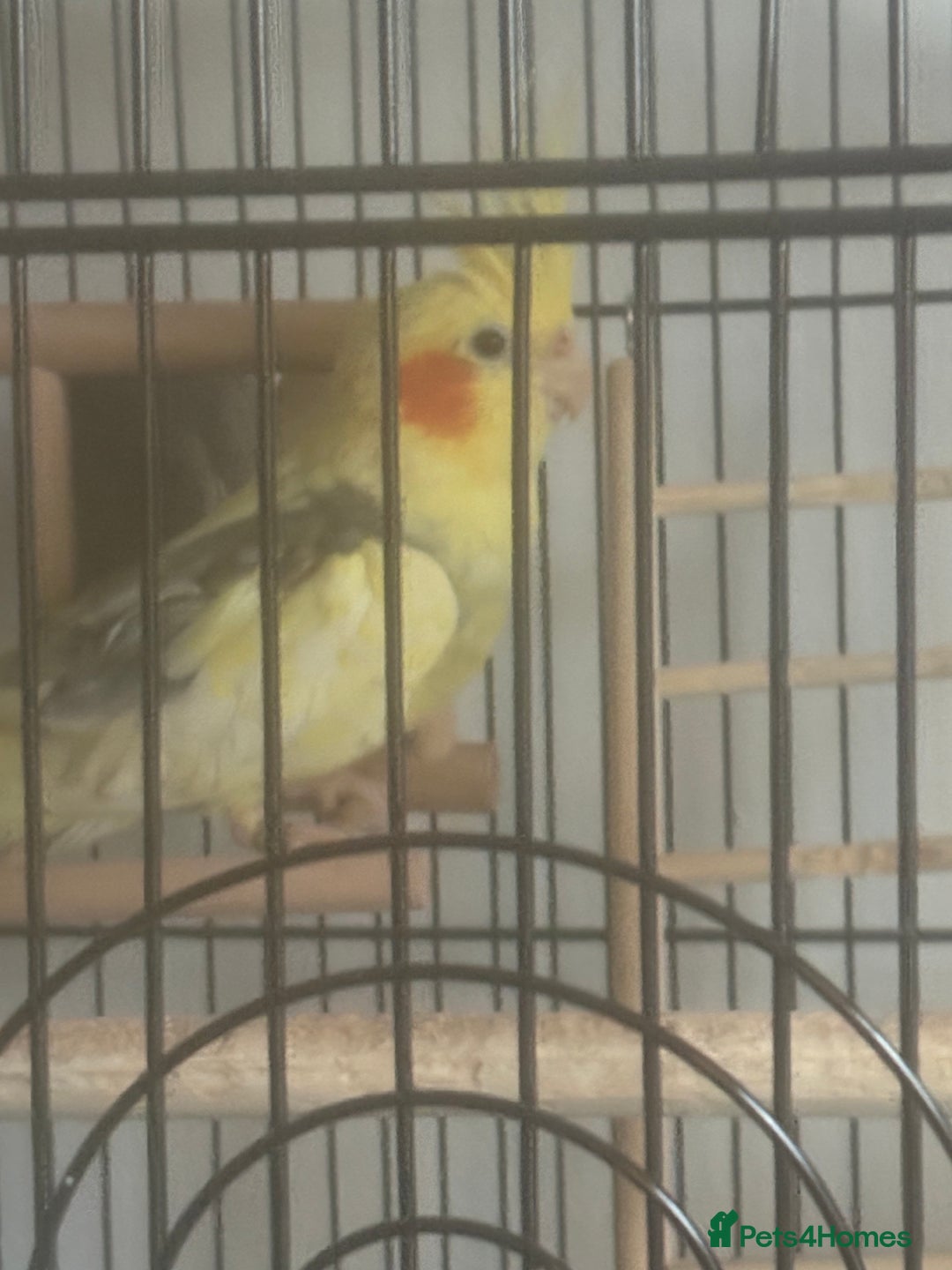 Cockatiels birds for sale: Cockatiel For sale - Advert 2