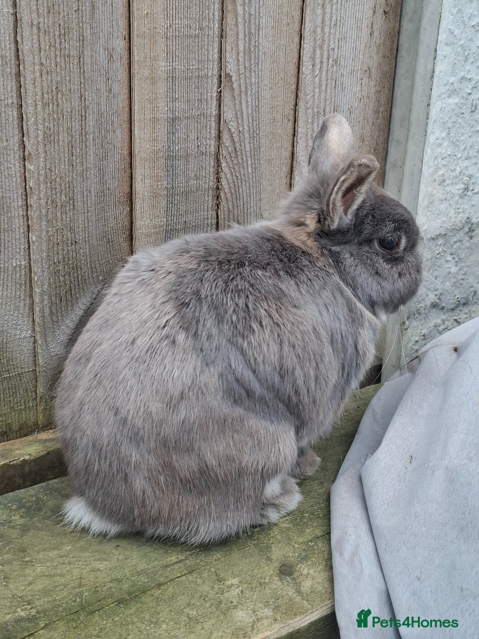 Netherland Dwarf rabbits for sale: Klompje (M) & Sapheiri (F) bonded couple. 7-8yrs in Bury Saint Edmunds - Advert 11