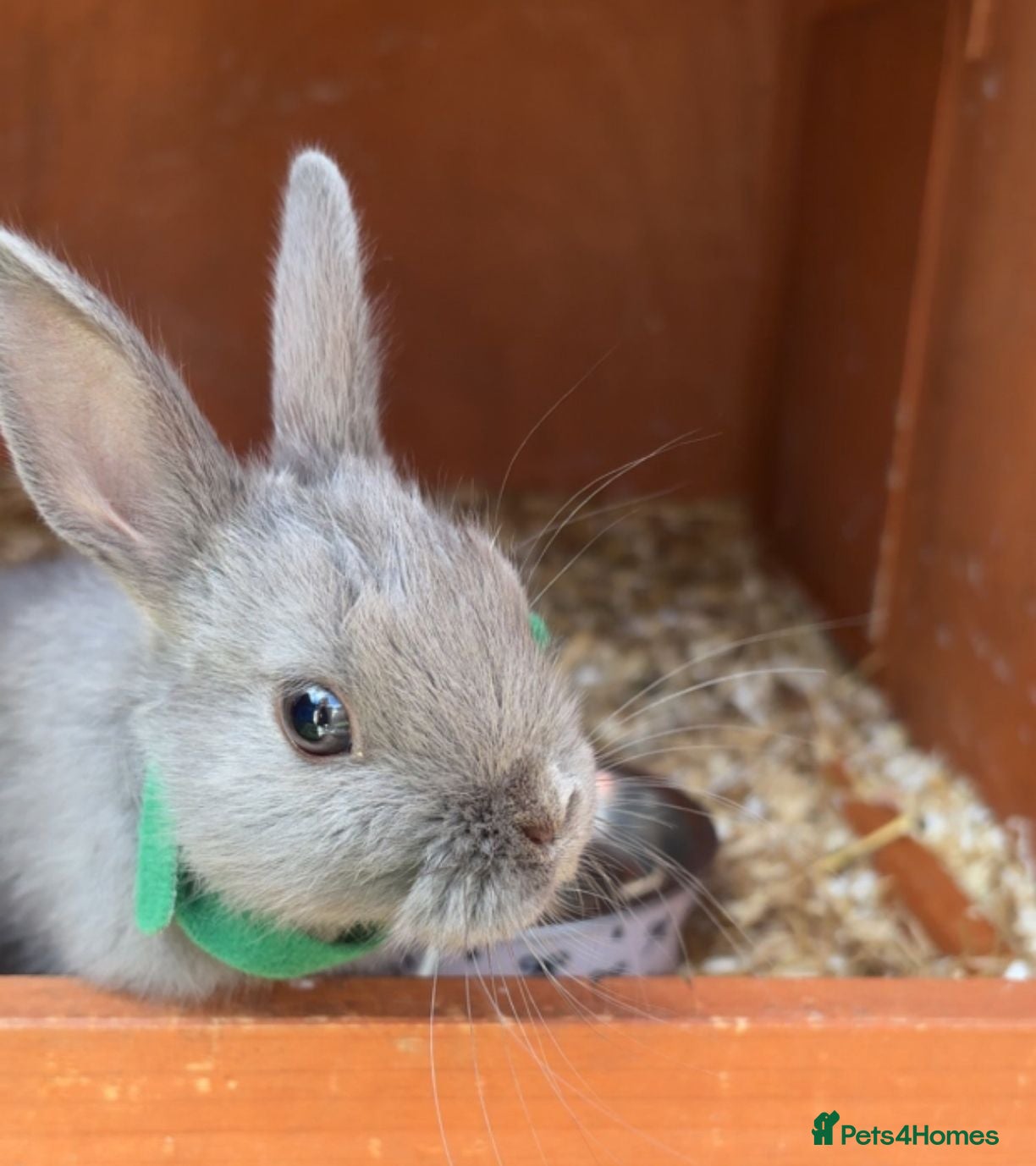 Netherland Dwarf rabbits 1 BOY LEFT!! Pure bred netherland dwarf rabbits - Advert 1