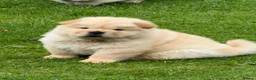 Chow Chow dogs for sale: Cream chow chow puppies - Advert 14