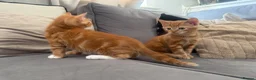 Mixed Breed cats for sale: Ginger and black kittens in Northampton - Advert 10