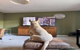 Mixed Breed dogs for adoption: COOPER - 2 Years Old, Mixed Breed Boy - Image 5