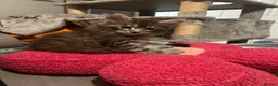 Maine Coon cats for sale: Register Maine Coon Kittens  - Advert 28