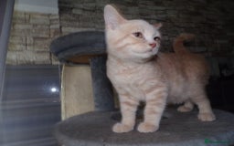 British Shorthair cats for sale: ** Joyful British Shorthair Kittens ** - Image 2