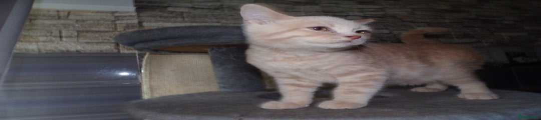 British Shorthair Kitten 1