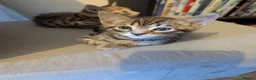 Bengal cats for sale: 😻😻 Beautiful Bengal Cross Kittens For Sale 😻😻 - Advert 31
