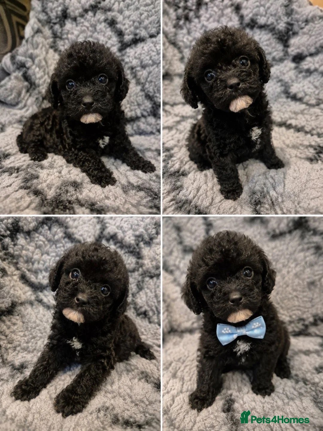 Toy Poodle dogs Beautiful Toy poodle puppy - Advert 2