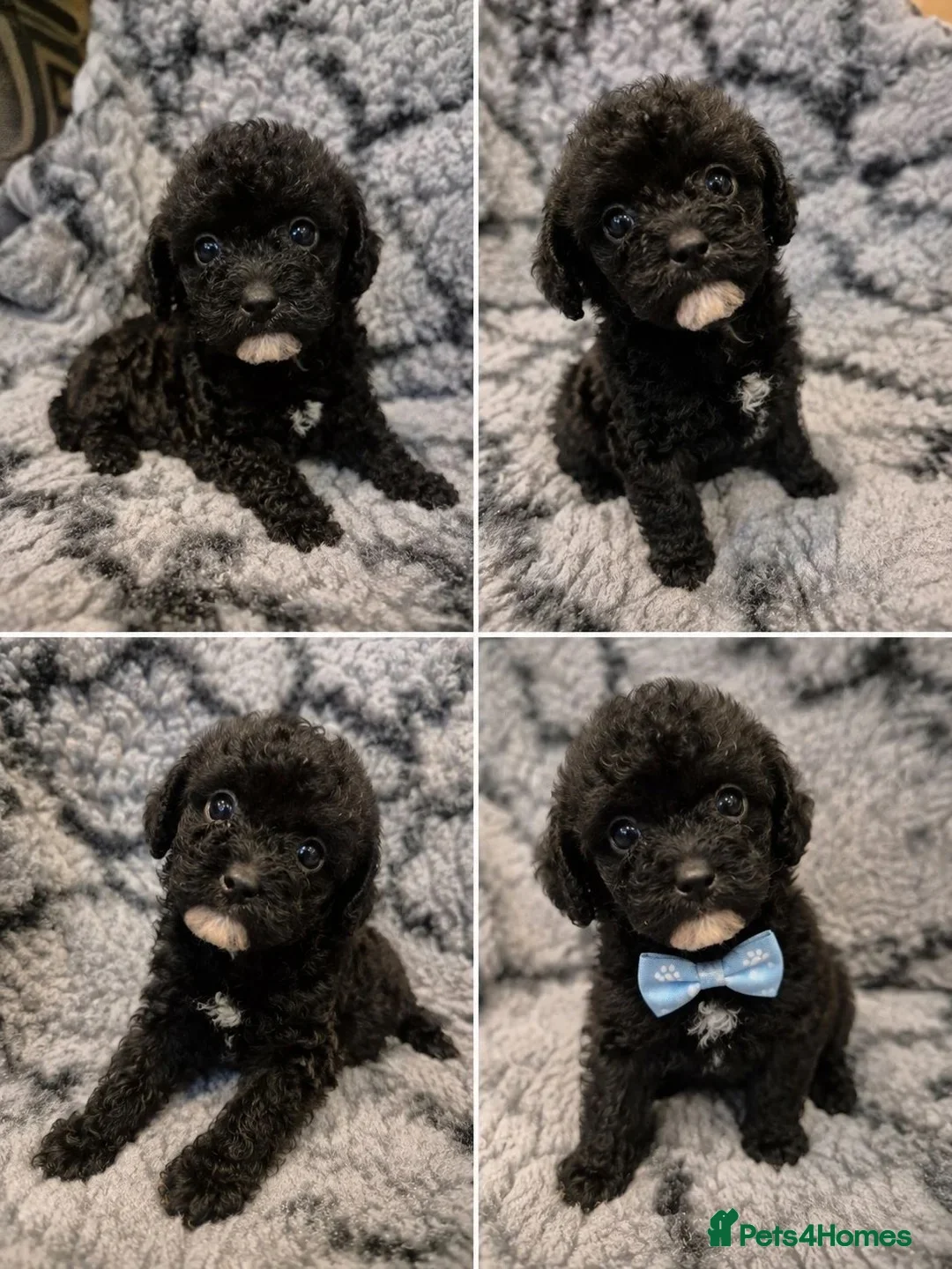 Toy Poodle dogs for sale: Beautiful Toy poodle puppy in Arundel - Advert 1