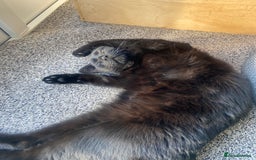 RagaMuffin cats for sale: 2 lovely cuddly male cats for adoption - Image 4