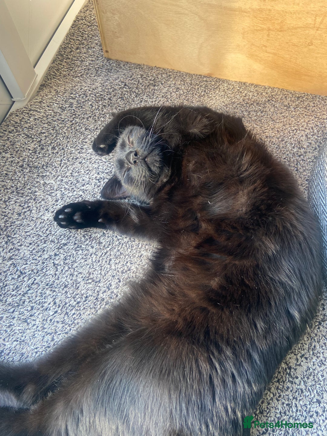 RagaMuffin cats for sale: 2 lovely cuddly male cats for adoption - Image 4