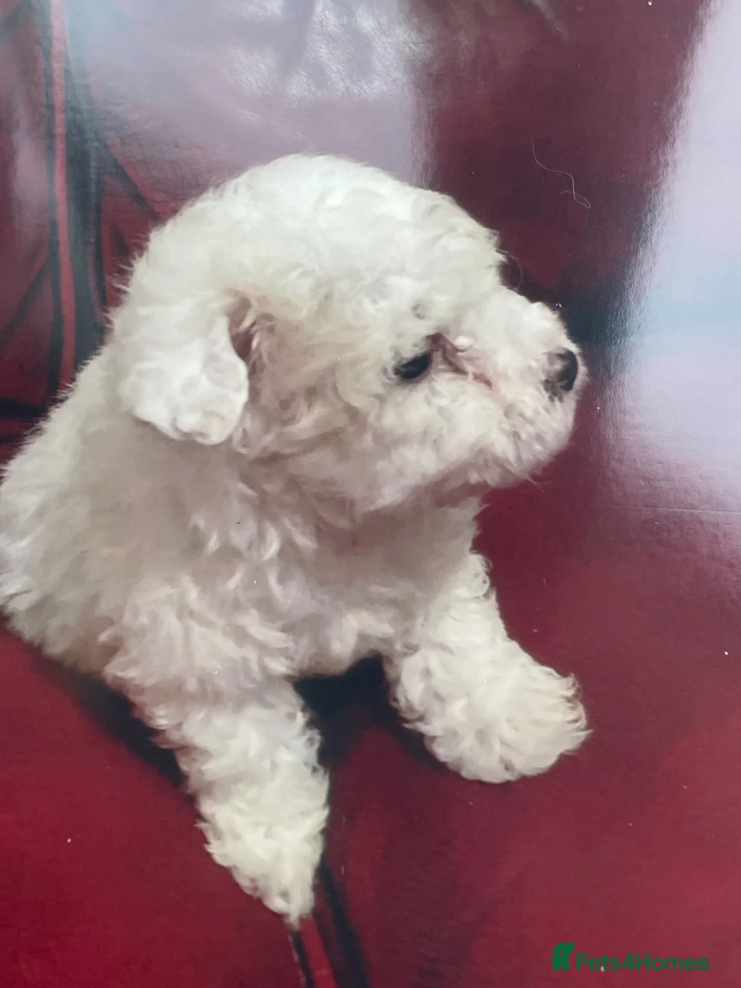 Bichon Frise dogs for sale: Male bichon frise - Advert 3