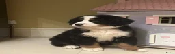 Bernese Mountain Dog dogs for sale: STUNNING BERNESE PUPPIES TO GO - Advert 3