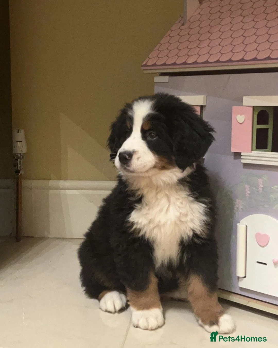 Bernese Mountain Dog dogs for sale: STUNNING BERNESE PUPPIES TO GO - Advert 3
