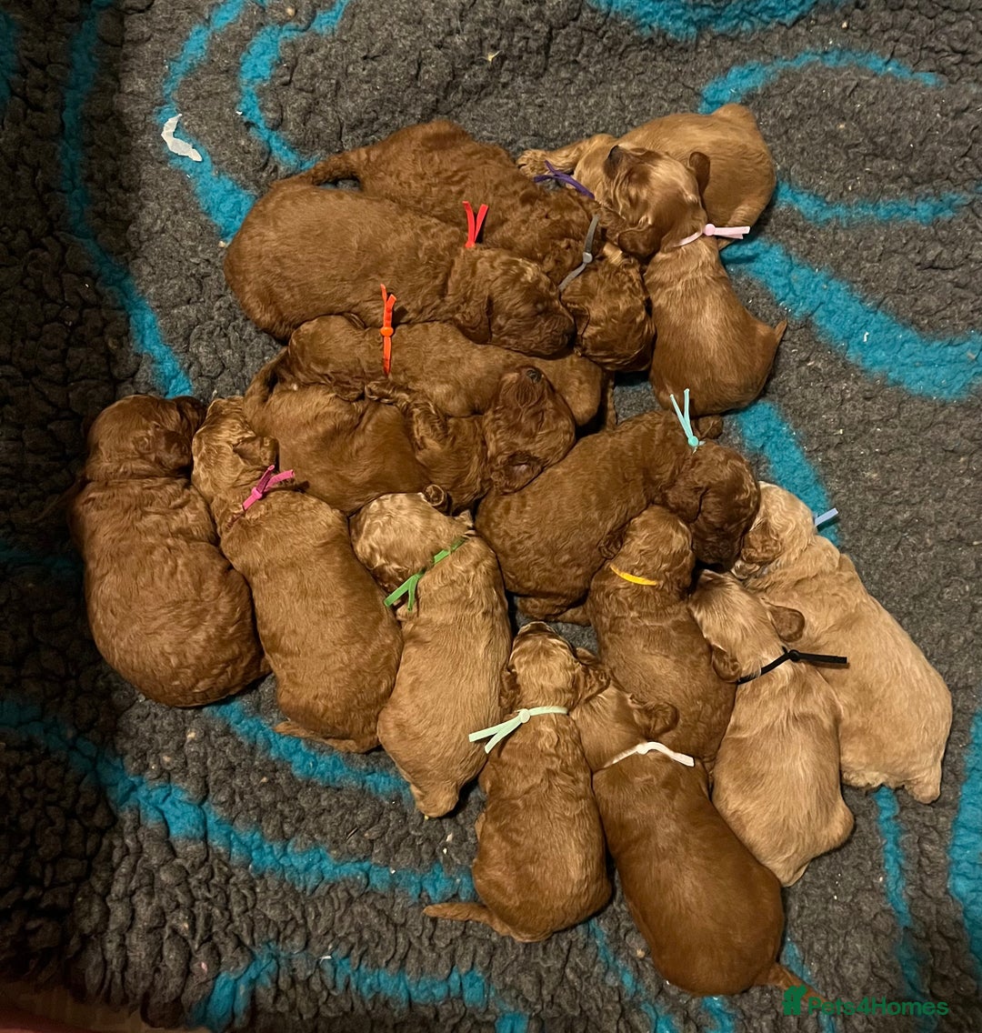 Mini Goldendoodle dogs for sale: Top Quality Miniature Goldendoodle puppies - Image 2