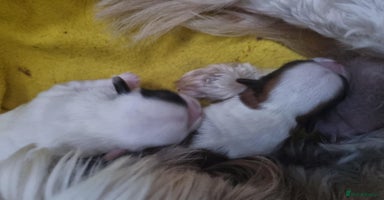 Shih Tzu dogs - Advert 2