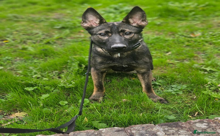 German Shepherd dogs - Advert 1