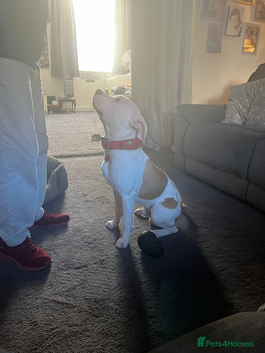 American Bull Staffy dogs for sale: Eight month old American Bull Staffy - Image 5