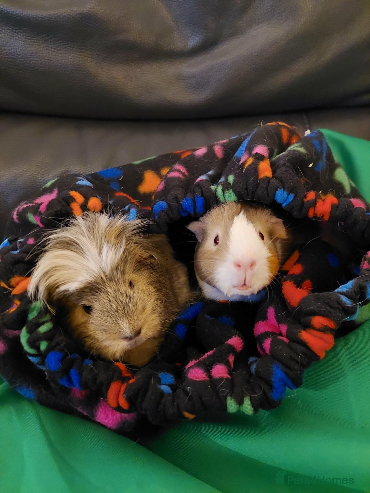 Guinea Pig rodents 2 x 2 year old beautiful girl piggies  - Advert 12