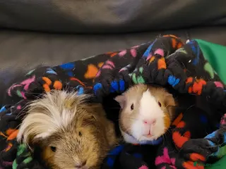 Guinea Pig rodents 2 x 2 year old beautiful girl piggies - Advert 1