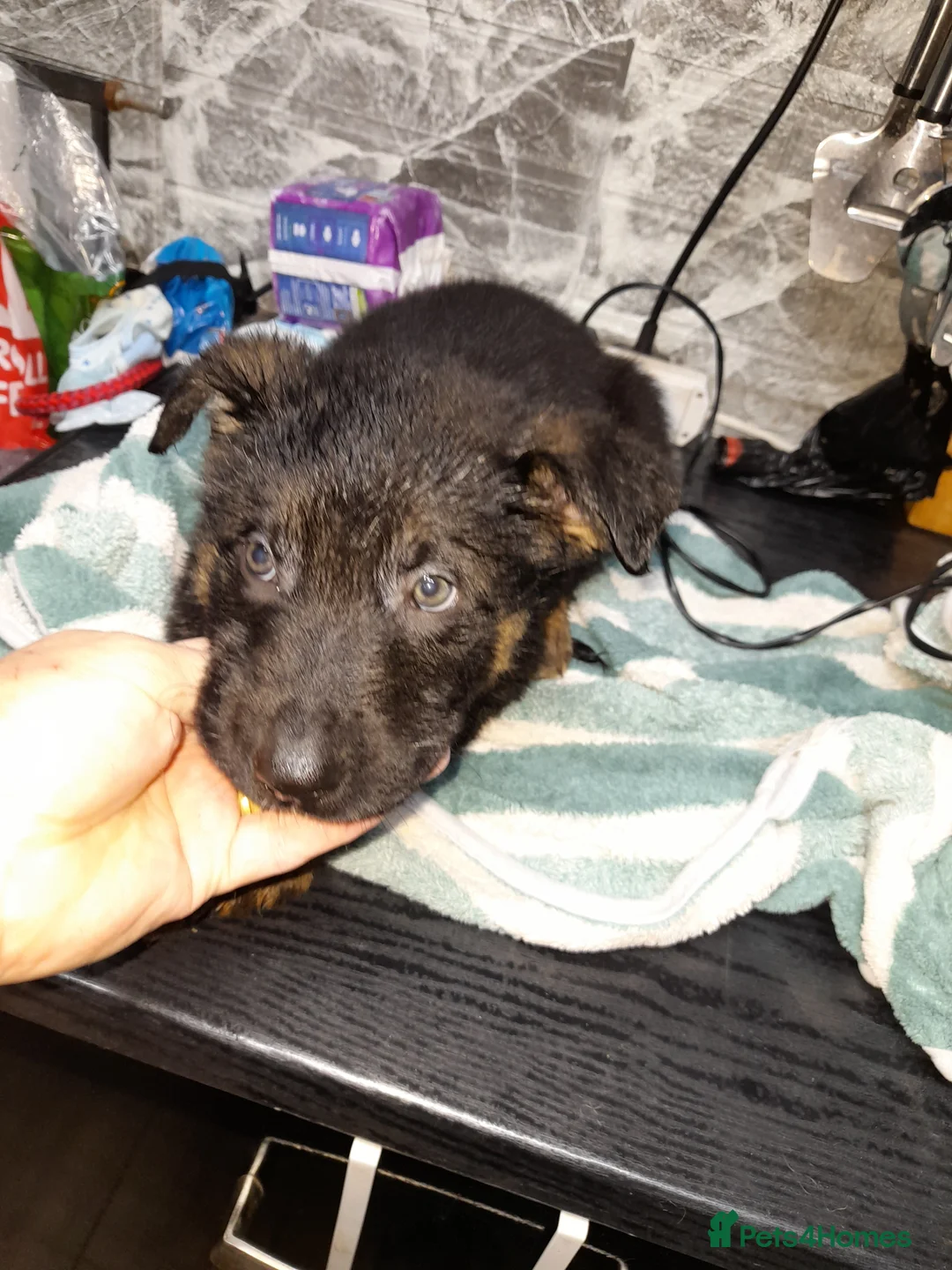 German Shepherd dogs for sale: German shepherd pups - Advert 15