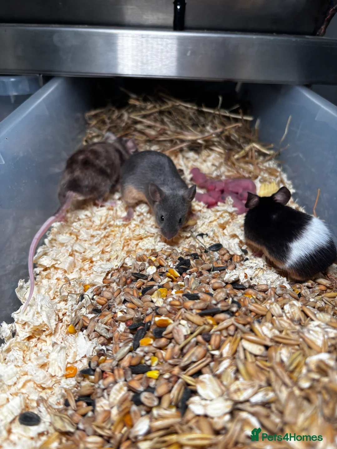 Rat rodents for sale: Rats and mice mixed colours and sexes for sale - Advert 13