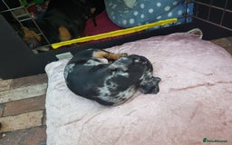 Dachshund dogs for sale: Beautiful dapple boy for sale - Image 7