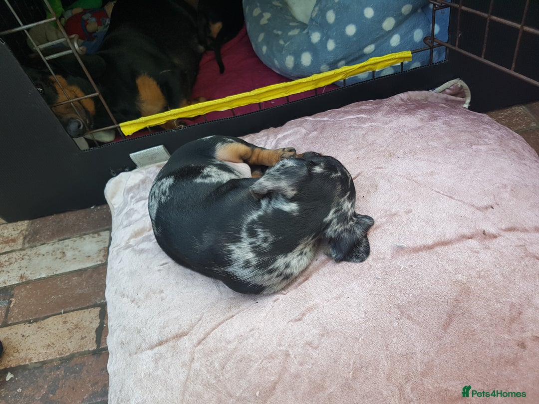 Dachshund dogs for sale: Beautiful dapple boy for sale - Image 7