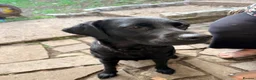 Labrador Retriever dogs for sale: Beautiful black lab needs a loving home - Advert 3