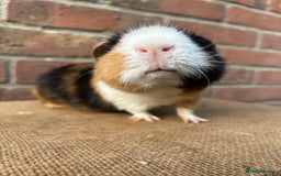 Guinea Pig rodents for sale: Two handsome boys (reserve) - Image 2
