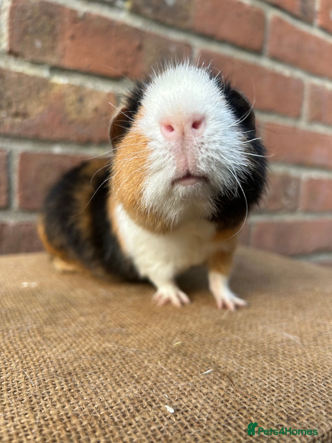 Guinea Pig rodents for sale: Two handsome boys (reserve) - Image 2
