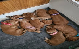 Mixed Breed dogs for sale: Cockalier/Springer Spaniel puppies ready for you! in London - Image 10