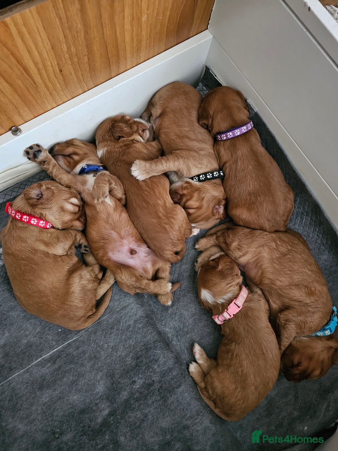 Mixed Breed dogs for sale: Cockalier/Springer Spaniel puppies ready for you! in London - Image 10