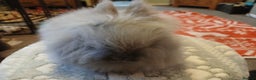 Lionhead rabbits for sale: Stunning DM Lionhead baby rabbit  - Advert 3