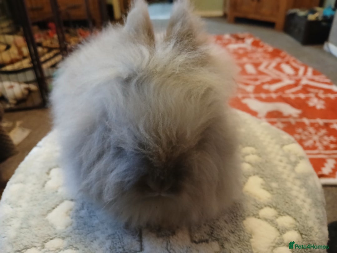 Lionhead rabbits for sale: Stunning DM Lionhead baby rabbit  - Advert 3