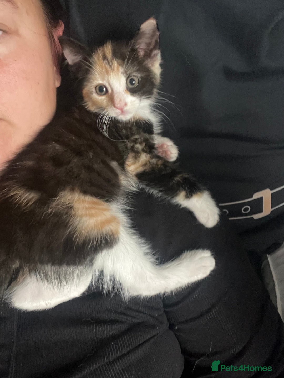 Domestic Shorthair cats for sale: Trixie  - Advert 2