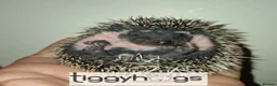 Pygmy Hedgehog rodents for sale: 4 Handsome Male African Pygmy Hedgehogs available  - Advert 10